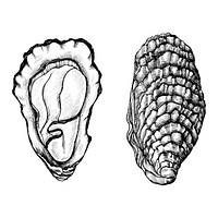 Hand drawn oyster salt-water bivalve
