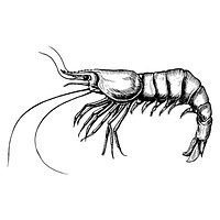 Hand drawn shrimp isolated