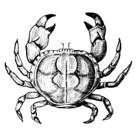 Hand drawn crab isolated