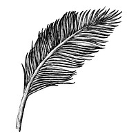 Hand drawn palm leaf