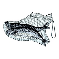 Hand drawn catched mackerels on the net