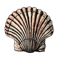 Hand drawn scallop saltwater clams