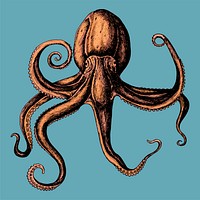 Hand drawn octopus isolated