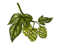Hand-drawn hops, flavoring and stability agent in beer