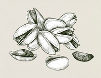 Hand drawn pistachio isolated on white background