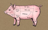 Hand drawn cut of pig