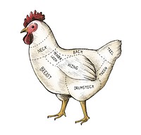 Hand drawn cut of chicken