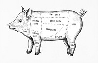 Hand drawn cut of pig