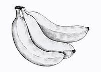 Three hand drawn fresh bananas vector