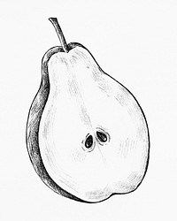 Hand drawn half cut of pear
