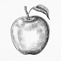 Hand drawn fresh apple fruit