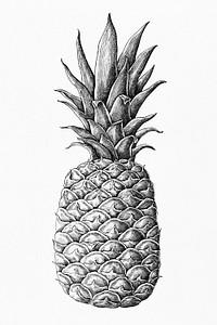 Hand drawn fresh pineapple fruit