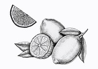 Hand drawn fresh lemons vector