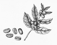 Hand drawn fresh coffee beans
