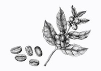 Hand drawn fresh coffee beans vector