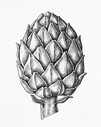 Hand drawn fresh artichoke in black and white