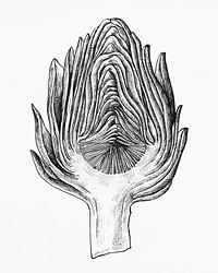 Hand drawn half cut artichoke