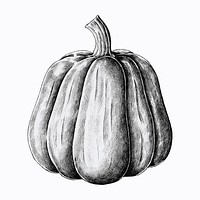 Hand drawn fresh pumpkin vector