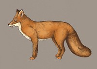 Vintage furry brown fox drawing