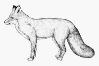 Cute hand drawn fox vector
