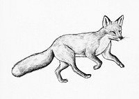 Cute hand drawn fox illustration