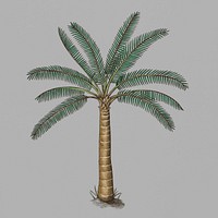 Palm tree on a gray background