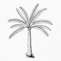 Hand drawn a palm tree
