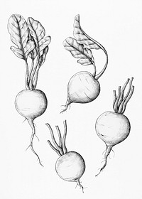 Hand drawn fresh radish illustration