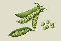 Fresh organic green peas vector