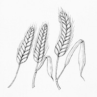 Hand drawn wheat ears