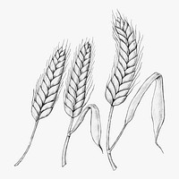 Hand drawn wheat ears vector