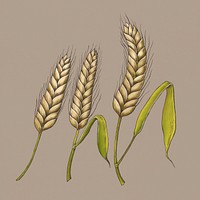 Vintage raw organic wheat ears
