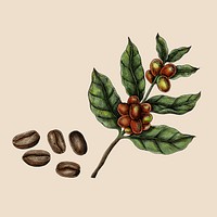 Hand drawn fresh coffee beans illustration