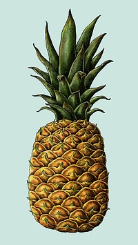 Fresh prickly pineapple drawing illustration