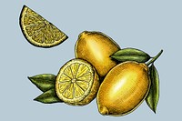 Sliced fresh juicy lemons illustration