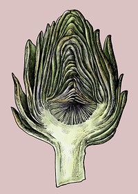 Freshly cute organic artichoke illustration