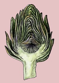 Freshly cute organic artichoke vector