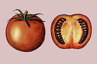 Organic freshly cut tomato illustration