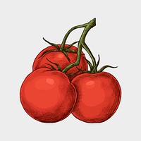 Fresh organic ripe tomato vector