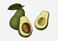 Sliced ripe green avocado illustration