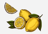 Sliced fresh juicy lemons illustration