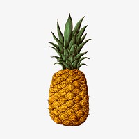 Fresh prickly pineapple drawing vector