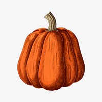 Fresh ripe pumpkin drawing vector