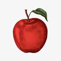 Fresh ripe red apple vector