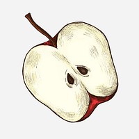 Freshly sliced ripe apple illustration