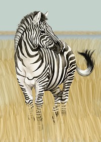 Zebra out in the wild illustration