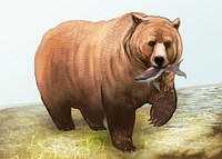 Grizzly bear with fish in his mouth illustration