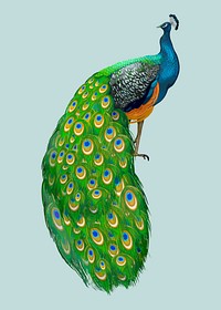 Peacock with beautiful feathers vector
