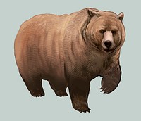 Brown furry grizzly bear vector