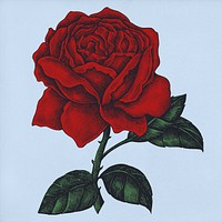 Hand drawn fresh red rose